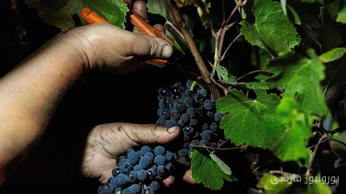 برداشت شبانهٔ انگور در هرداده داس سروها به گرمای شدید پاسخ می‌دهد